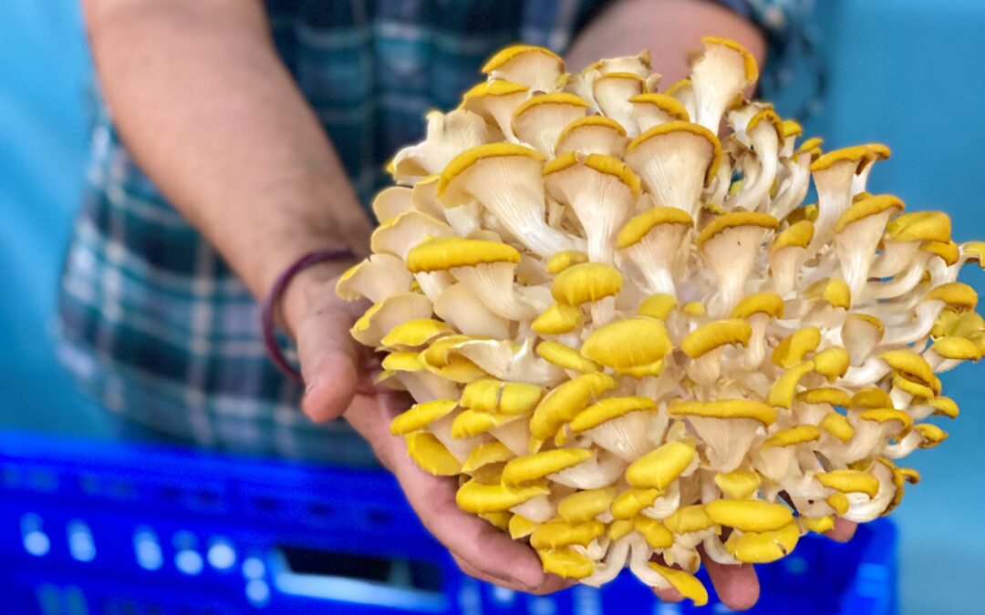 The Norris Farmstand