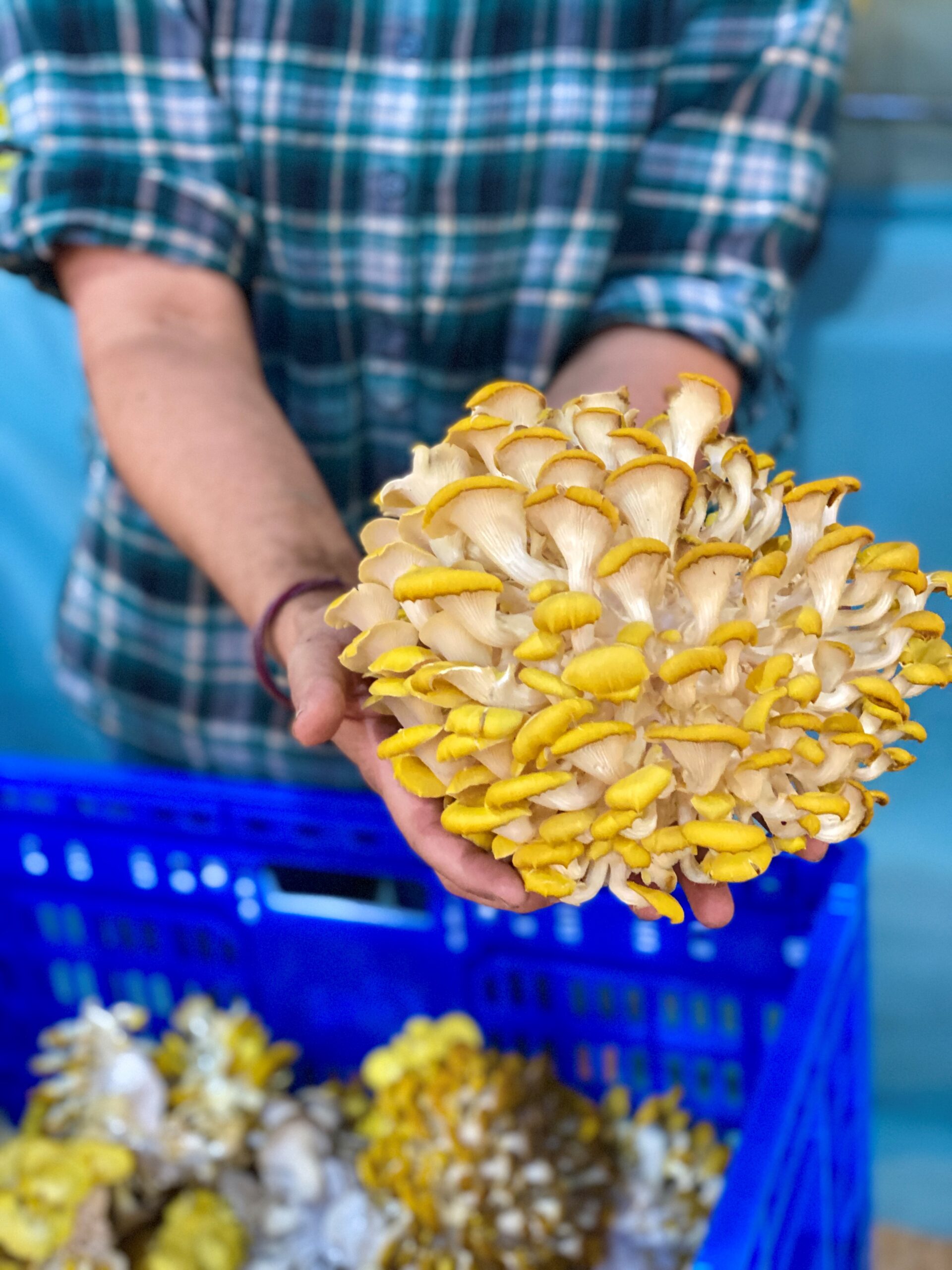 Callaloo – Popular Lancaster restaurant Callaloo has brought a bit of Trinidad to our Market! At Callaloo, our passion is to create delicious food through chef-driven creativity and authentic Trinidadian flavor. As a colonial-Caribbean island nation, Trinidad & Tobago’s cuisine is a rich fusion of many traditions and cultures. Pair the south-Asian and African-creole influences with the availability of unique tropical ingredients, and you get an unforgettable and inspiring range of flavors and combinations.